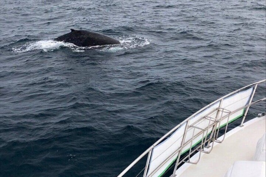 Whale Watching from Augusta in Western Australia