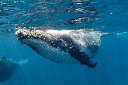 ザトウクジラと一緒に泳ぐ - ニンガルーリーフ - 3 Islands Whale Shark Dive