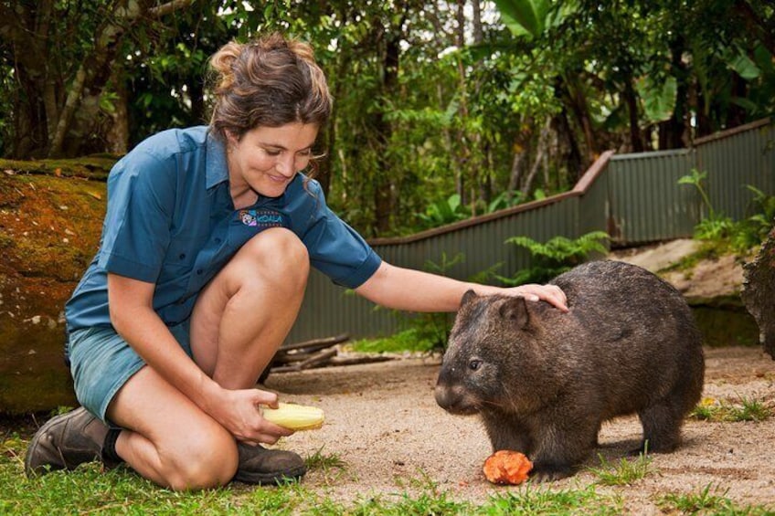 Kuranda Koala Gardens General Entry Ticket