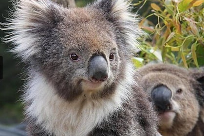 Billet d'entrée générale aux jardins de koala de Kuranda