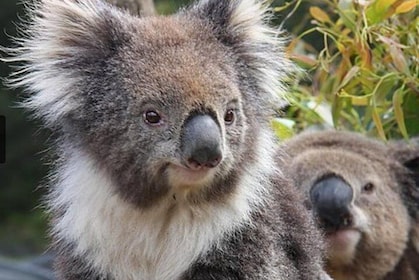 Biglietto d'ingresso generale per i giardini di Kuranda Koala