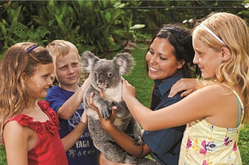 Kuranda Koala Gardens General Entry Ticket