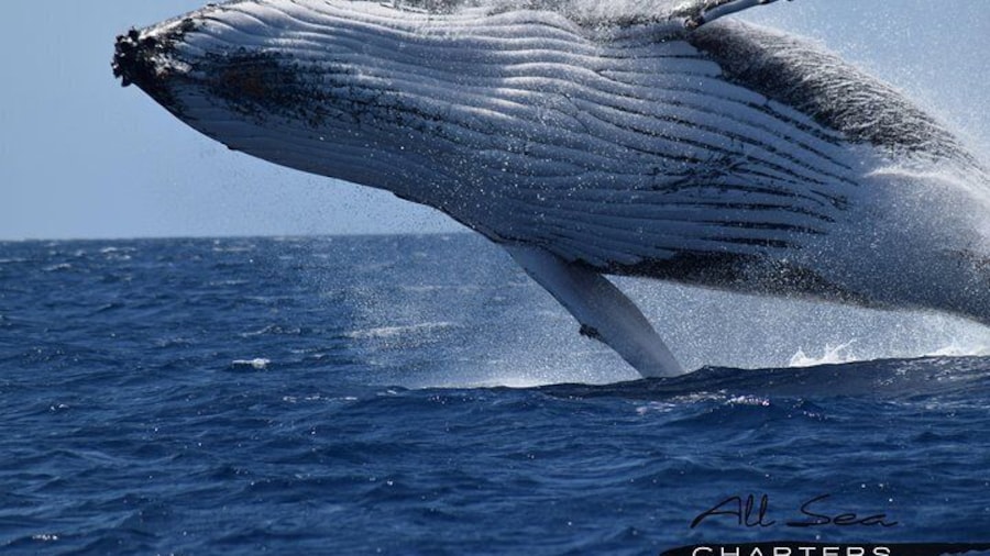 Whale Watching Busselton