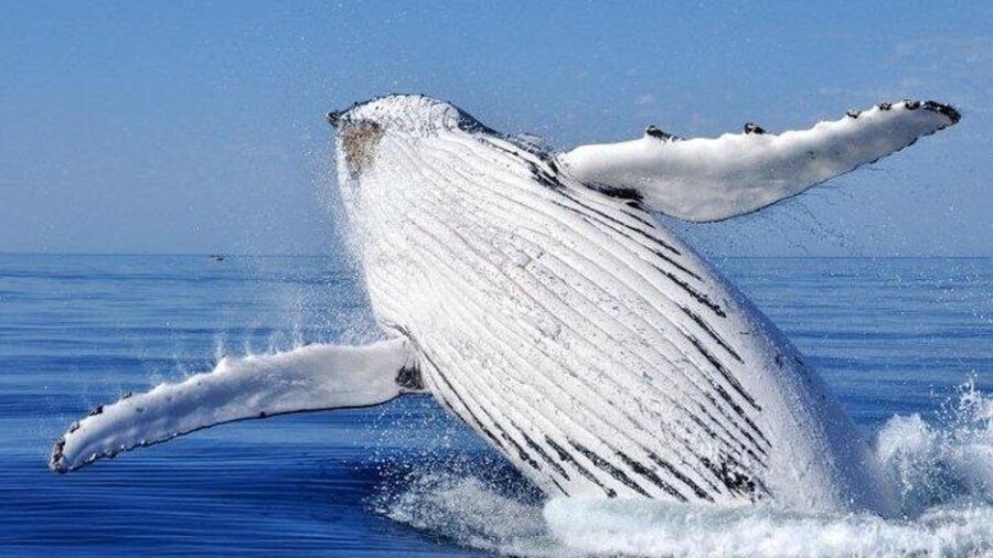 Taken off the Busselton jetty
