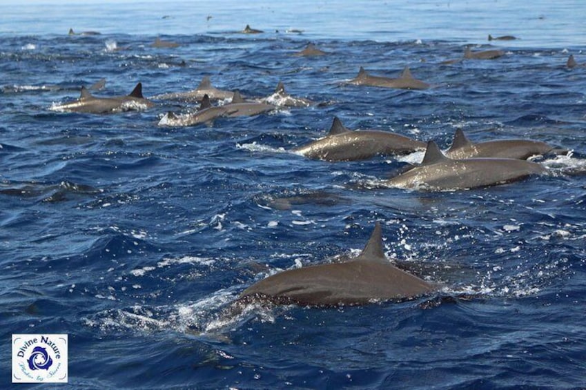 A sea of Spinner Dolphins