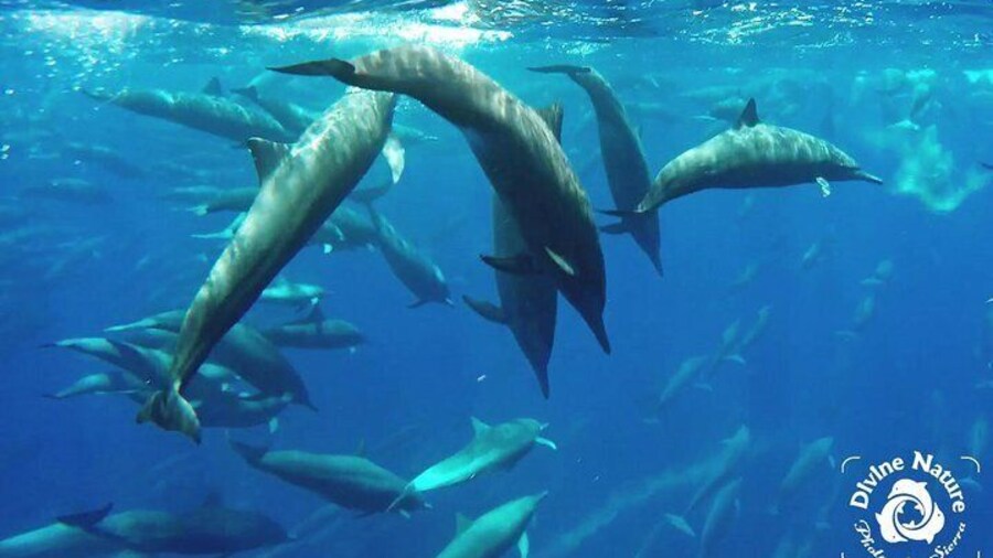 Dance of the Spinner Dolphins