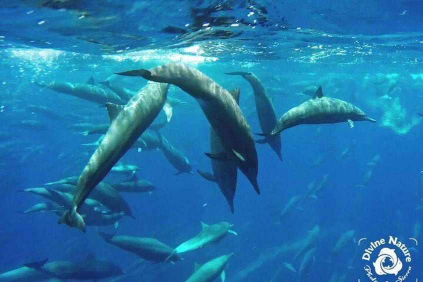 Dance of the Spinner Dolphins