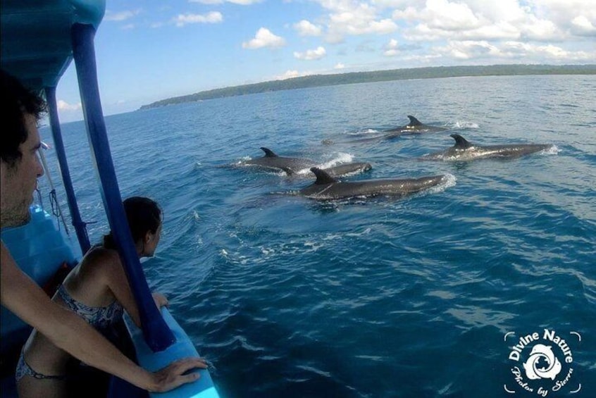 Pseudo Orcas visit our guests on our tour