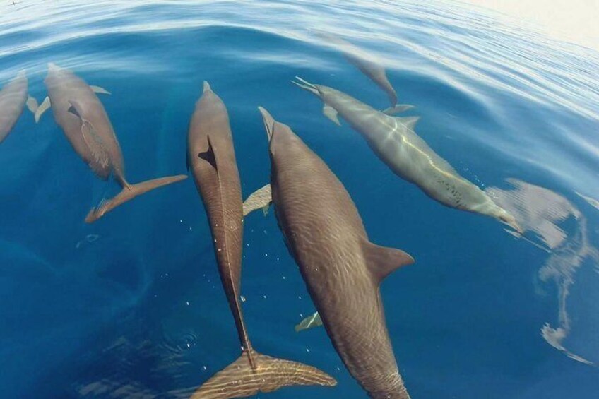 Cruising with the Dolphins