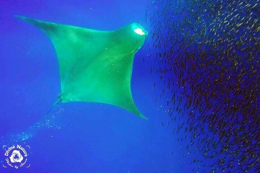 Feeding Mantas can be seen along with our mega pods of dolphins