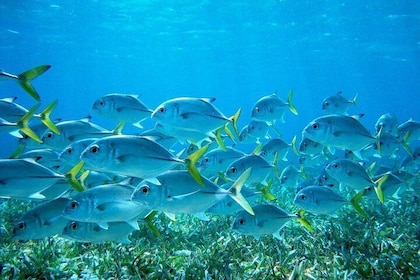 Barrier Reef Snorkel & Fiske Combo