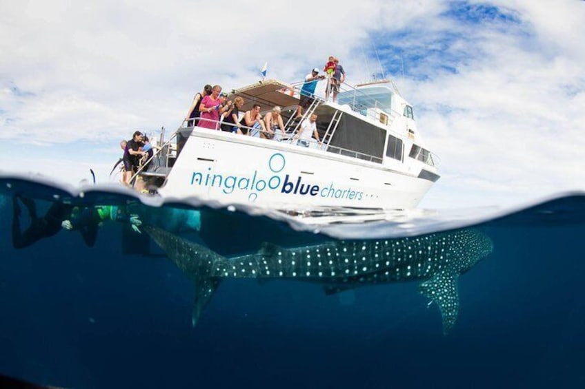 Ningaloo Blue Dive Luxury Charters