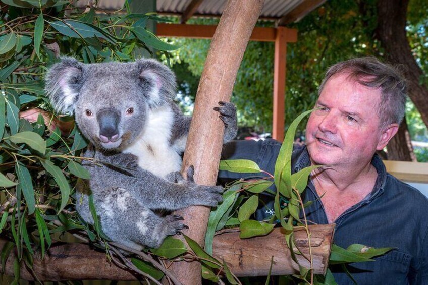 VIP Photo with Koalas