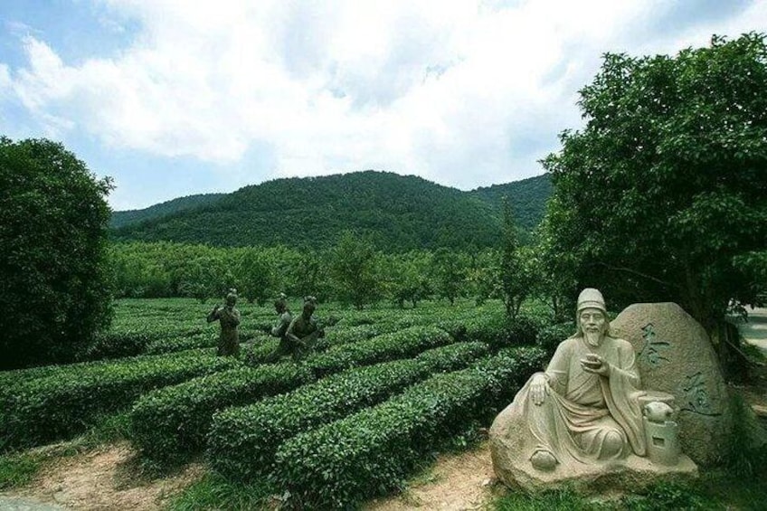 tea plantation in the eco village