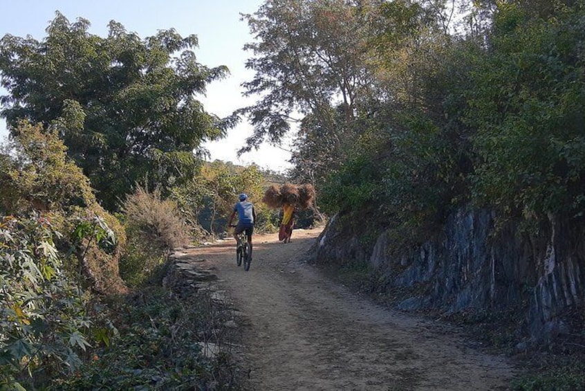 Udaipur Forests