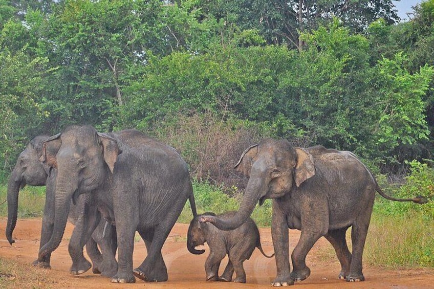 Udawalawe National Park