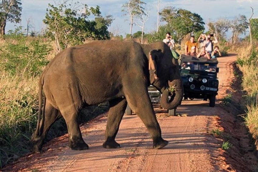 Elephant crossing a vehicle path in Udawalawa