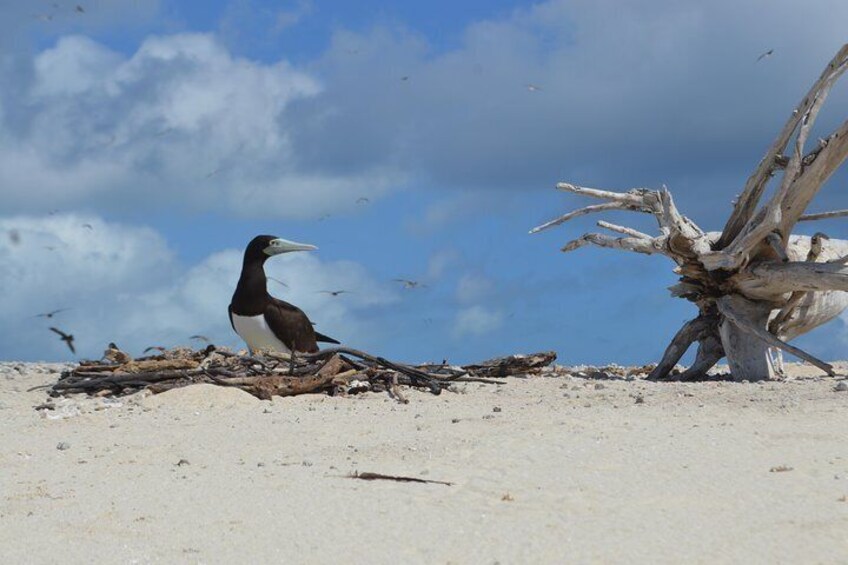 Michaelmas Cay is home to up to 35 species of seabirds