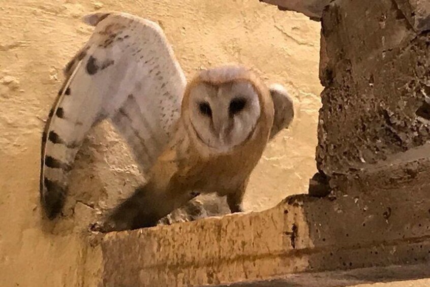 Barn owl found at the traditional village