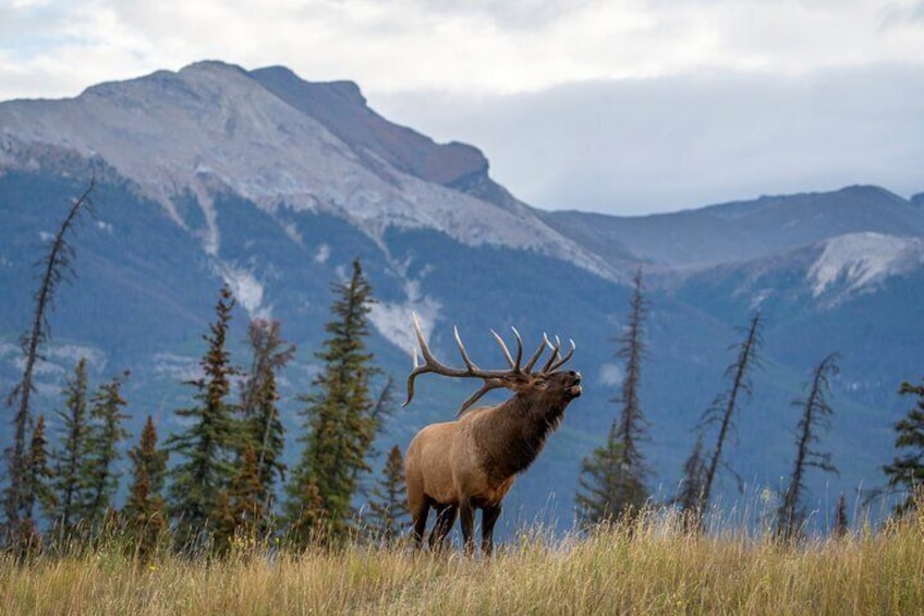 Jasper National Park Tour: Maligne Valley, Medicine Lake and Spirit Island