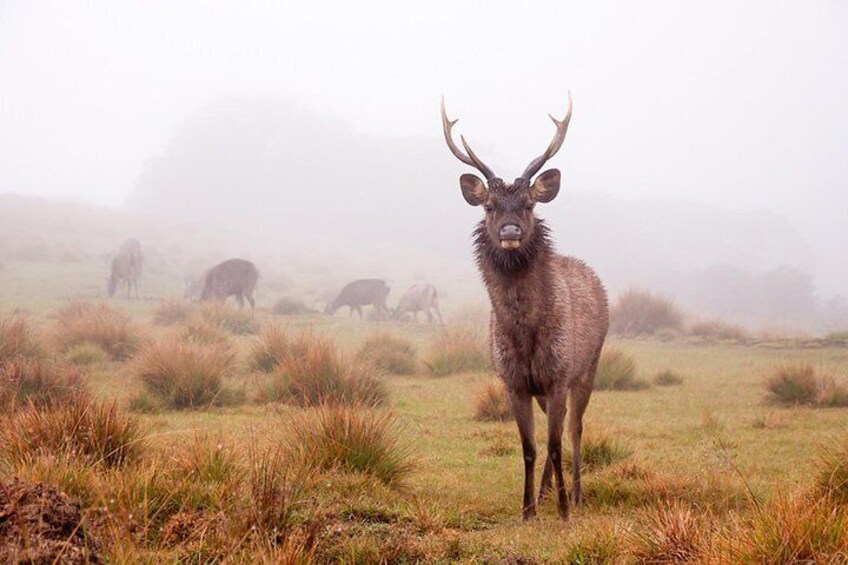 Sambar Dear