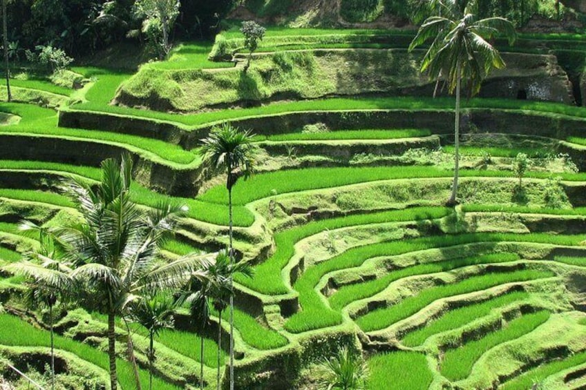 Tegalalang rice field 