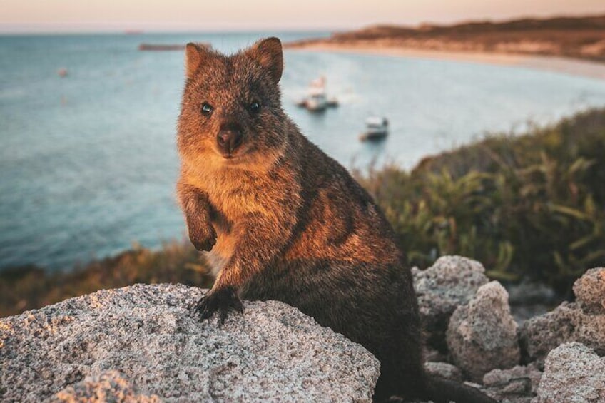 The friendliest animal on Earth, a quokka!