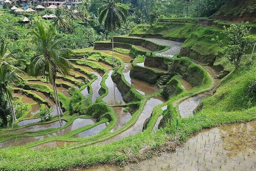 Unesco Rice Terrace