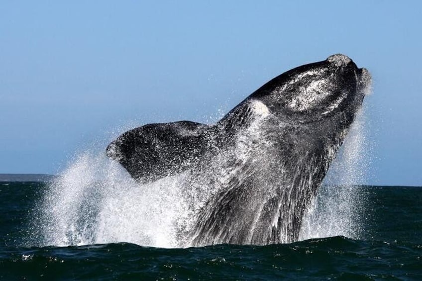 Whale Watching from Gansbaai