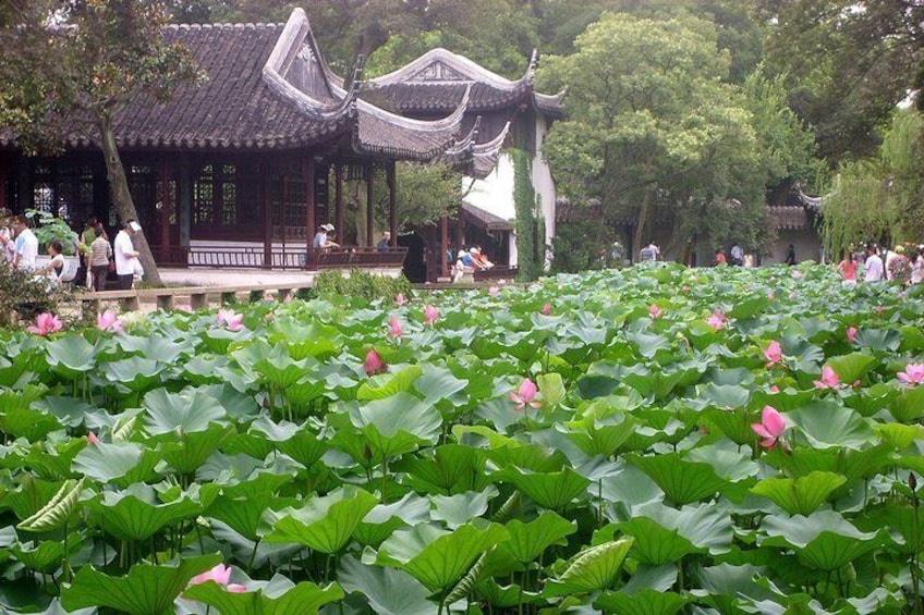 Lotus pond in Humble administrator's garden 