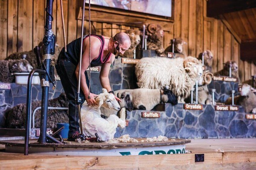 Agrodome Farm Experience including Farm Show and Farm Tour - Rotorua
