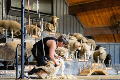 Agrodome Farm Experience including Farm Show and Farm Tour - Rotorua