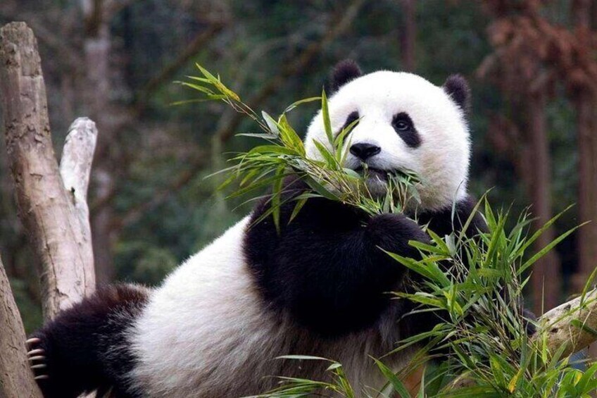 Dujingyan panda keeper tickets booking option hotel tranfer 