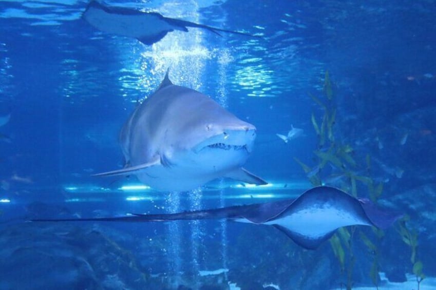 Skip the Line: The Greatest Urban Aquarium COEX Ticket(내국인불가)