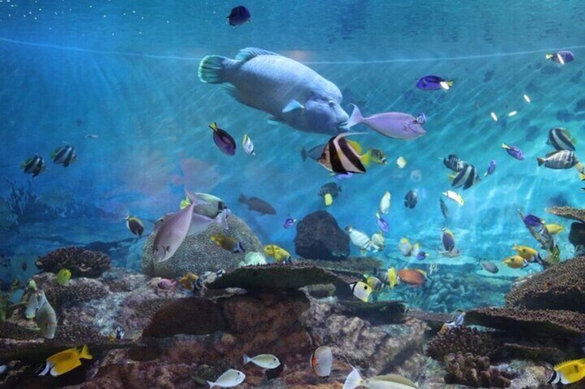 Skip the Line: The Greatest Urban Aquarium COEX Ticket(내국인불가)