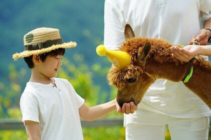 Perfect Private Tour: Namiseom & (Alpaca World 'or' Morning Calm)