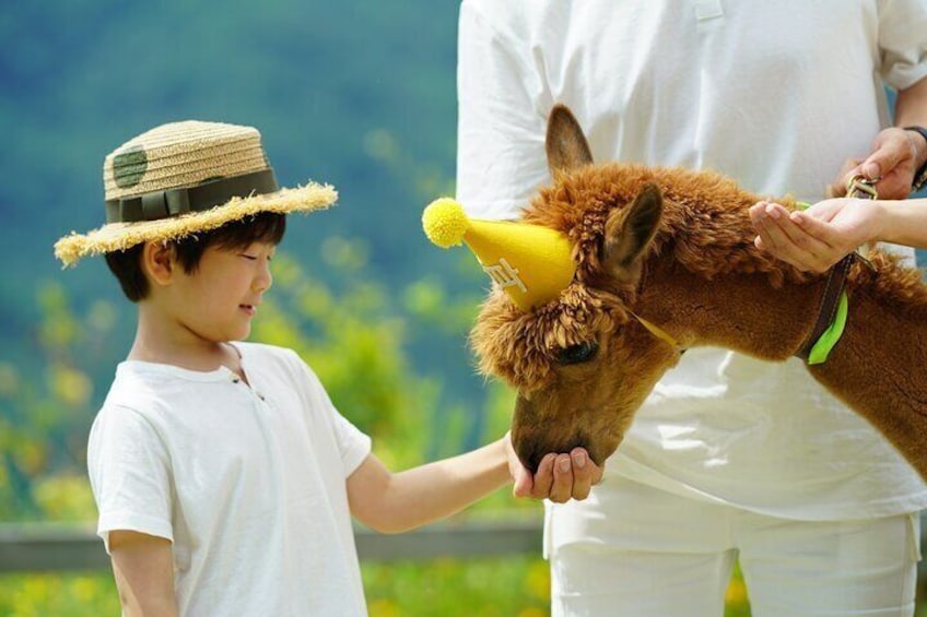 Private Tour: Nami Island & (Alpaca World 'or' Morning Calm)