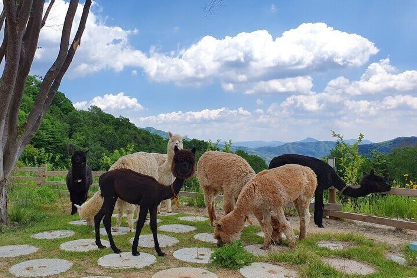 Private Tour: Nami Island & (Alpaca World 'or' Morning Calm)