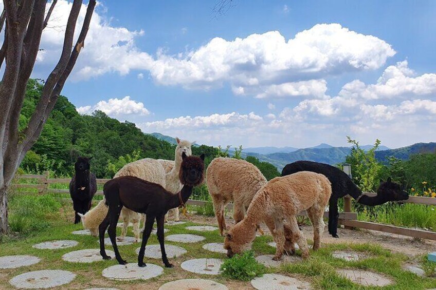 Private Tour: Nami Island & (Alpaca World 'or' Morning Calm)