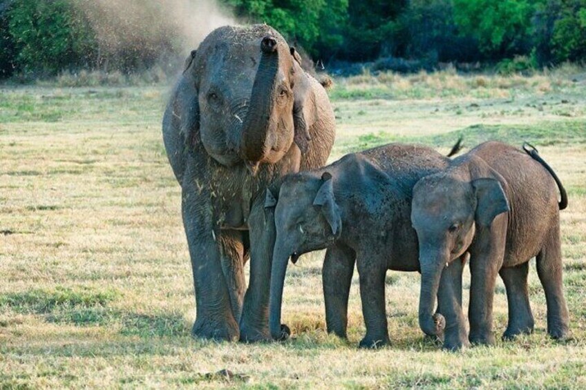 Mother elephant with two baby elephants, Udawalawe National Park