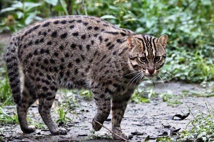 Wild cat, Udawalawe National Park