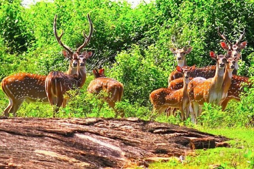 Deers, Udawalawe National Park