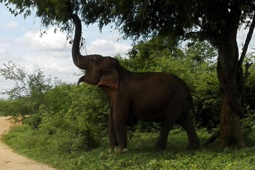 Elephants, Udawalawe National Park