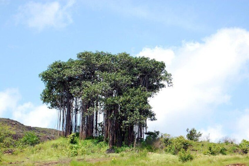 Kanheri Caves (Guided Half Day Sightseeing City Tour)