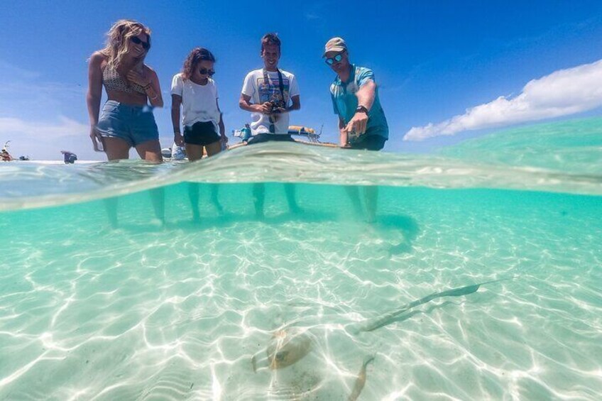 Some of the Marine Life in the Hill Inlet