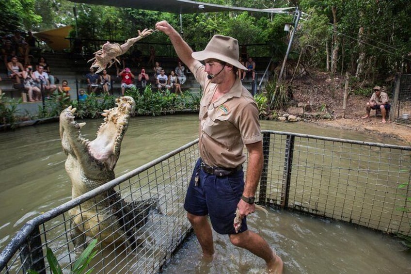 Croc Feeding