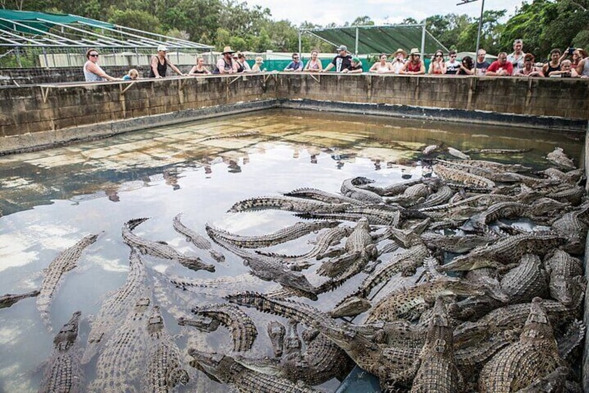 Crocodile Farm