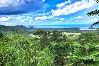 Private Daintree National Park Day Tour from Cairns Including Cape Tribulat...