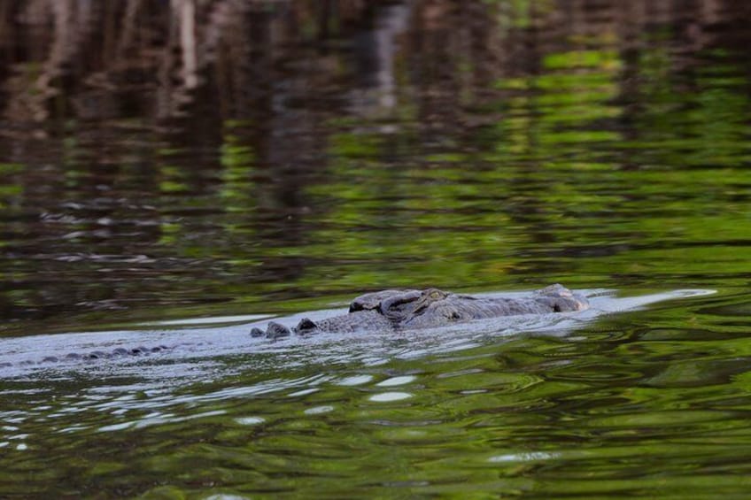 Salt water crocodiles are seen on over 90% of our tours
