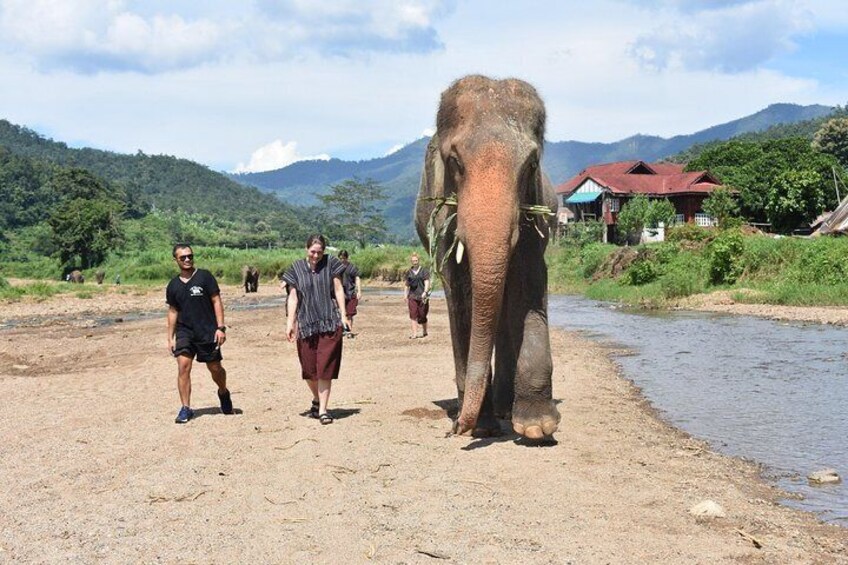 Walking with elephants